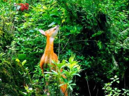麒麟：传说的兽原型探秘（麂）