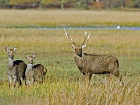 麒麟:传说的兽原型探秘(梅花鹿) 麒麟:传说的兽原型探秘(梅花鹿)