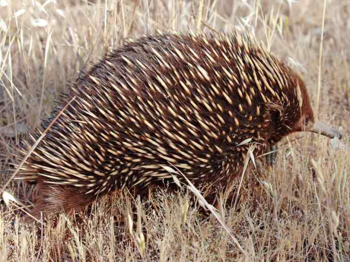 盘点十二大著名食蚁动物：短吻针鼹