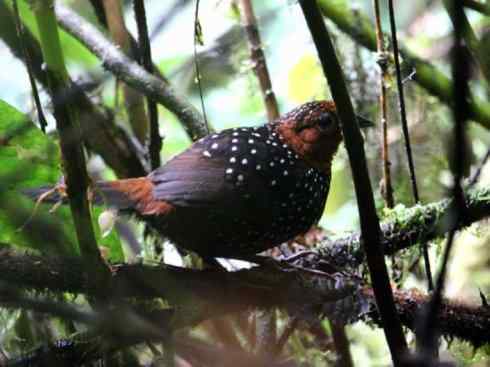 绝色攀禽：佛法僧目之短尾鴗