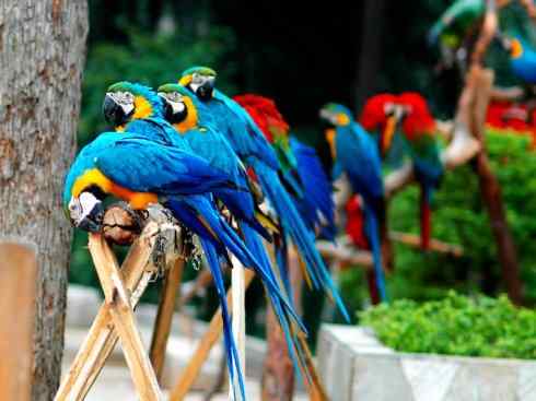 猎奇:奇特的鸟喙之四 猎奇:奇特的鸟喙之四