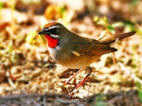 美丽无罪：雀鸟之溪鸲