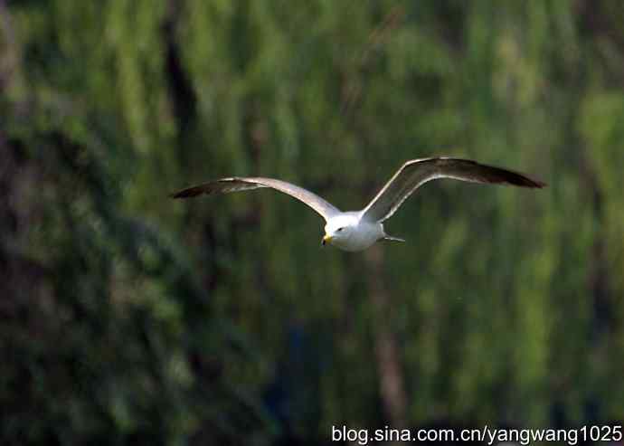 北京动物园的鸟类——飞（海鸥）12