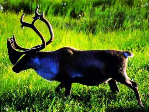 自然奇观：动物大迁徙(北美驯鹿长征)