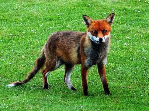 犬科：狐亚科狐属