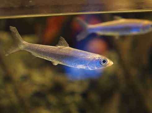 鱼类活化石：虱目鱼