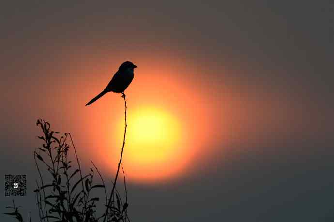 野鸭湖黄昏鸟影