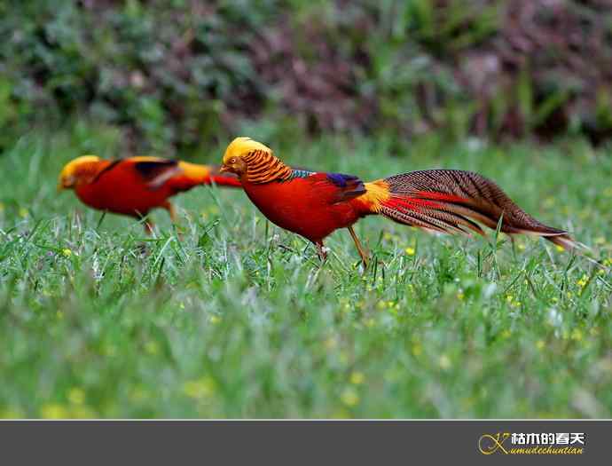 洋县拍鸟：红腹锦鸡