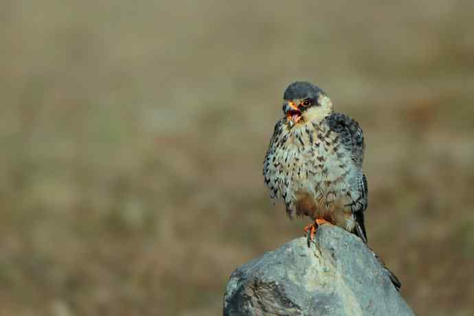 野鸭湖车拍阿穆尔隼