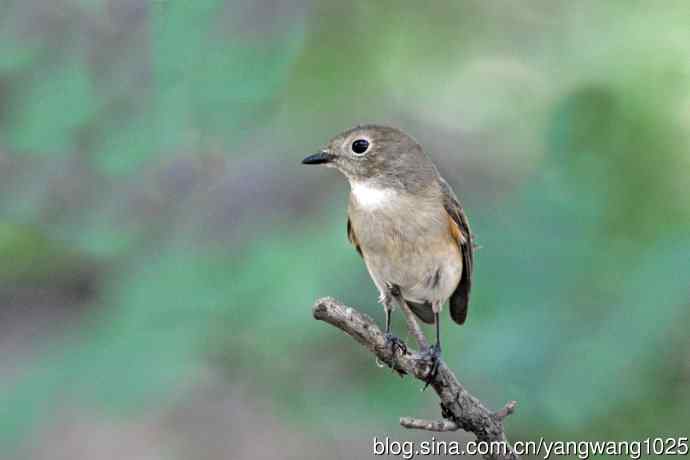 秋天的红喉姬鹟（2）