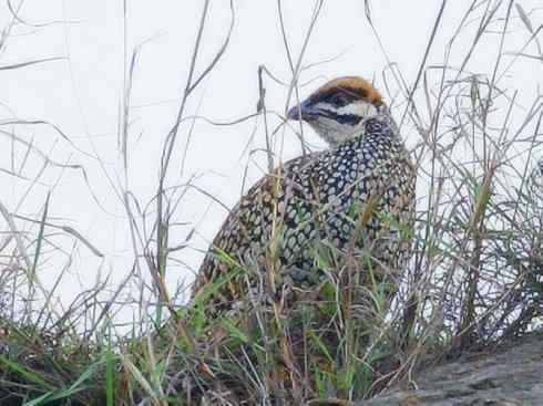 家禽驯化之源之九