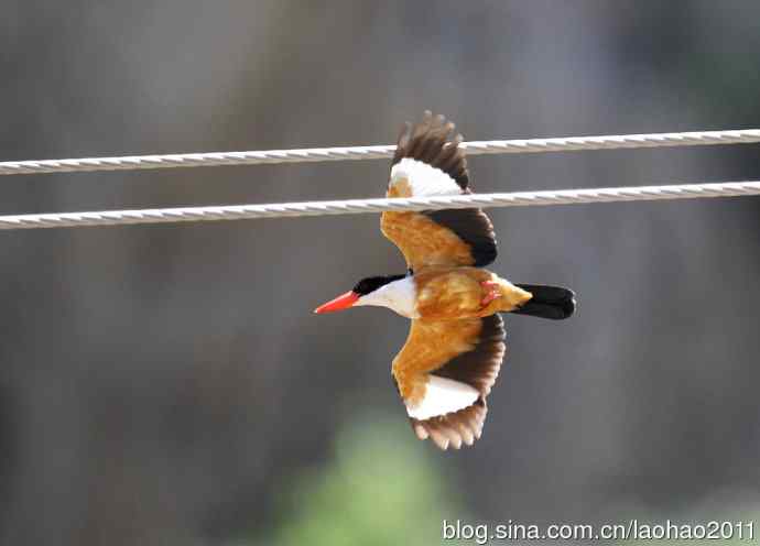 蓝矶鸫、蓝翡翠