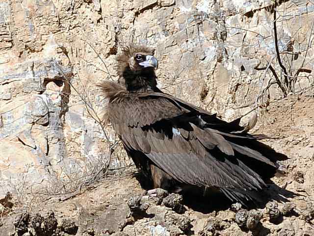 峡谷中 wbr. wbr沐浴阳光的秃鹫