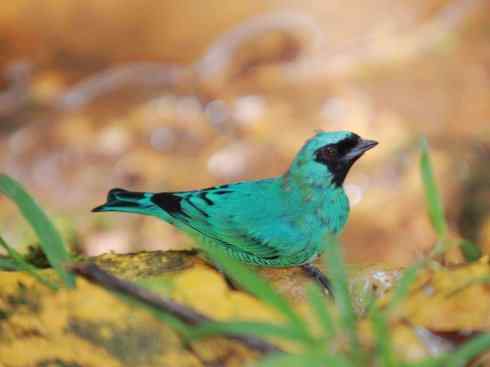 极品红色鸟类:玫红比蓝雀