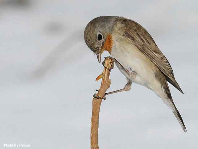红胸姬鹟演绎冬天里的童话