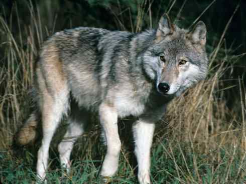 犬科:犬亚科犬属之郊狼、红狼 犬科:犬亚科犬属之郊狼、红狼