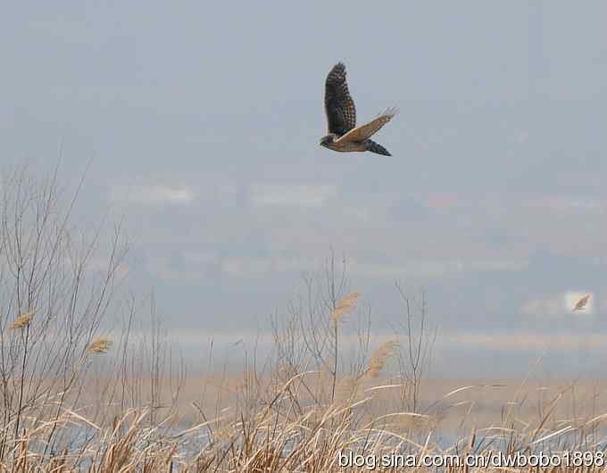 落地大鵟让偶急
