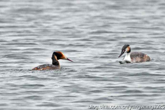 蜜月中的凤头