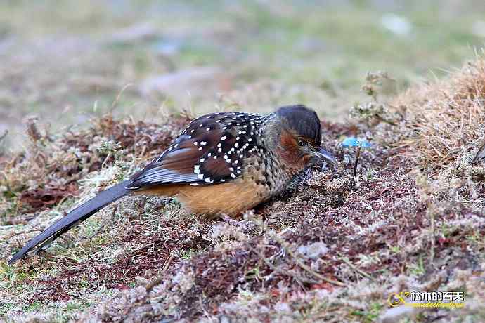 帕姆岭拍的鈥湸笤腽题
