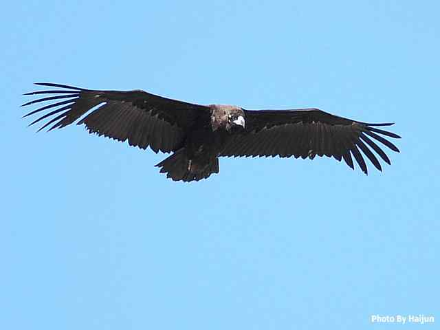峡谷中 wbr. wbr沐浴阳光的秃鹫