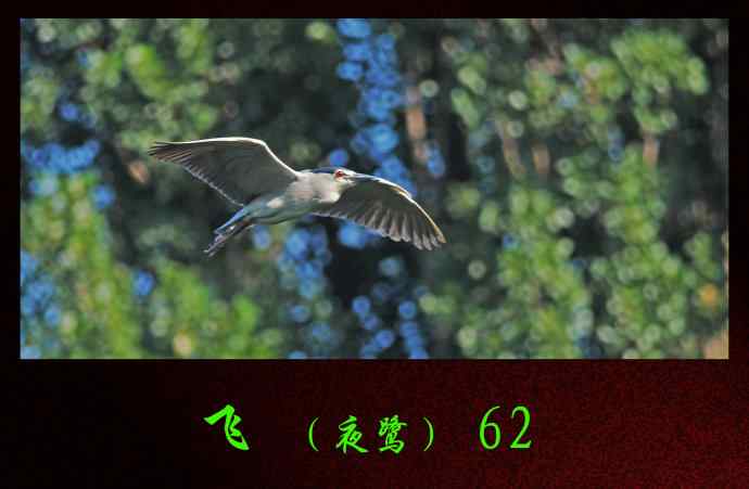 北京动物园的鸟类——飞（夜鹭）62