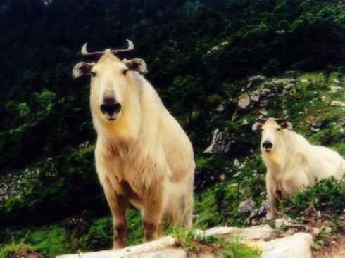 动物世界：山寨还是原创之九