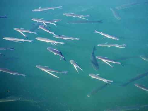 鱼类活化石：背眼七鳃鳗