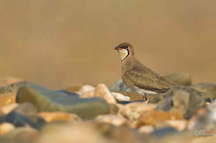 湖北襄阳的普通燕鸻 湖北襄阳的普通燕鸻
