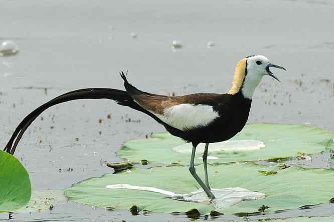 衡水湖印象(水稚)