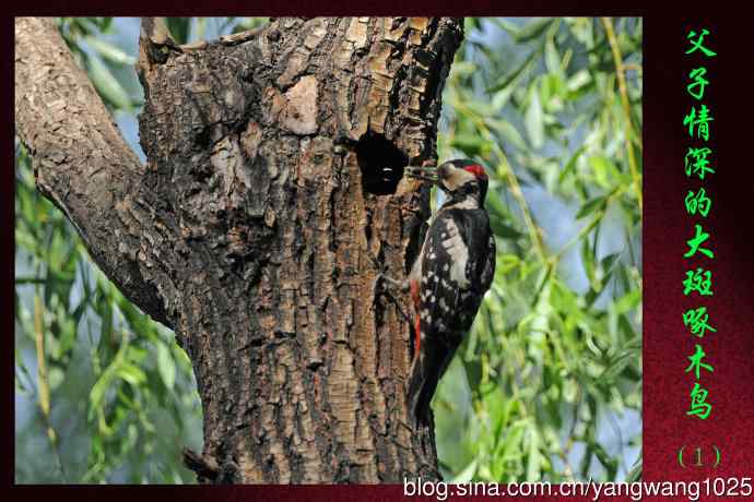 北京龙潭西湖公园的鸟类——父子情深的大斑啄木鸟（1）