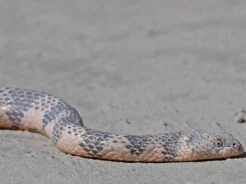 龙:传说的兽原型探秘(海蛇类) 龙:传说的兽原型探秘(海蛇类)