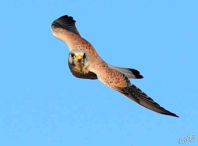 官厅水库拍鸟——风中悬停的红隼