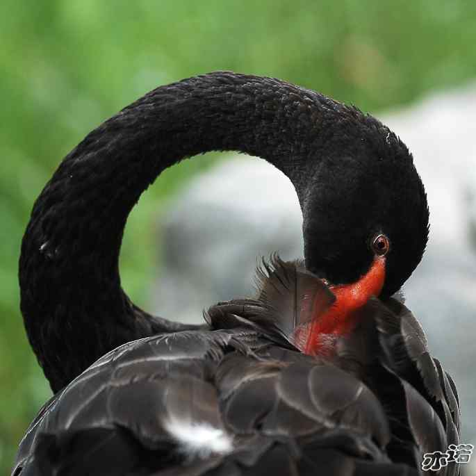 圆明园拍鸟——黑天鹅梳羽