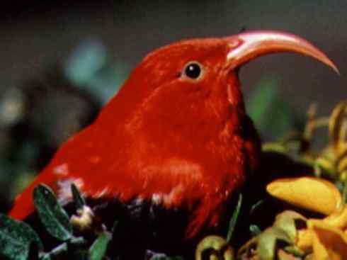 极品红色鸟类：镰嘴管舌鸟
