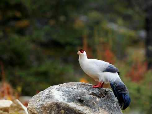 凤凰：传说中的鸟原型探秘（鹇）