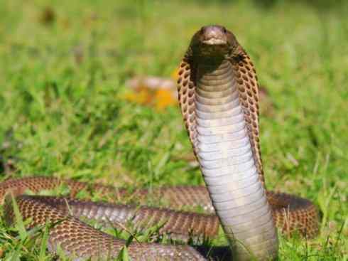 龙：传说的兽原型探秘（眼睛蛇类）