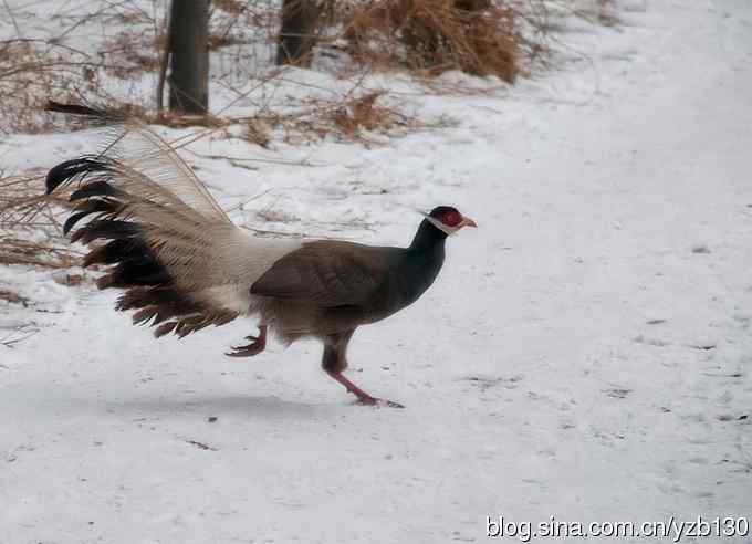 闪亮登场&bull;褐马鸡&bull;国家一级（组图，20张图片）