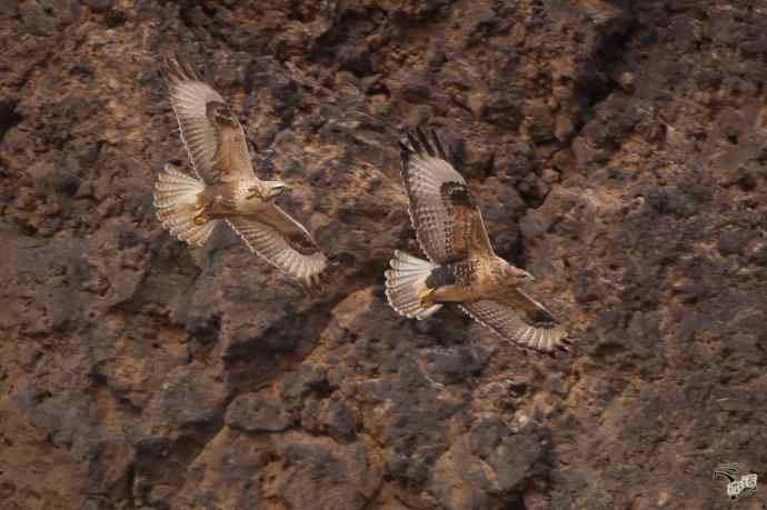有背景的大鵟飞版