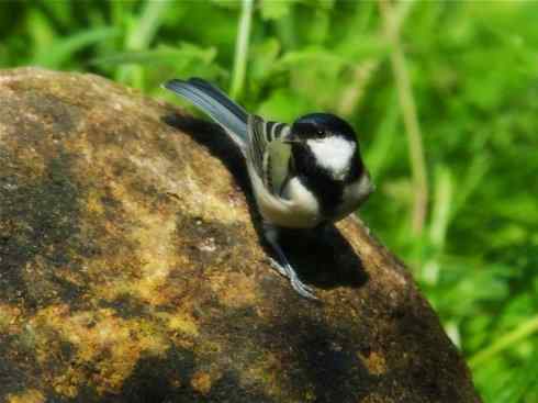 家禽驯化之源之二十六