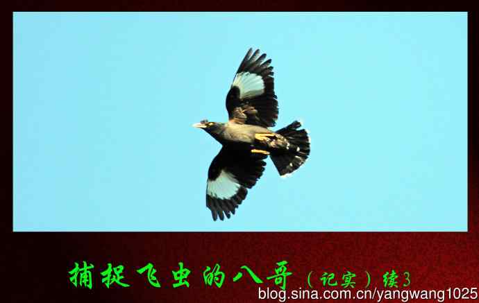 北京动物园的鸟类——捕捉飞虫的八哥（记实）续3