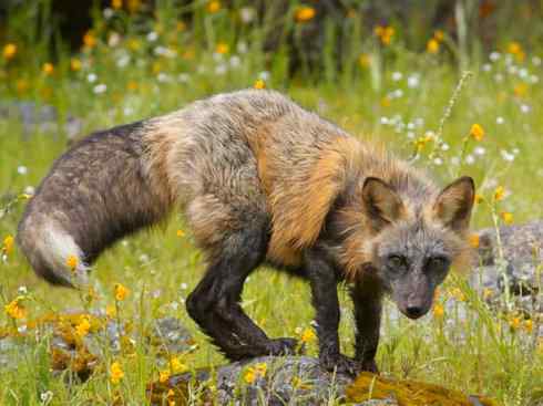 犬科：狐亚科狐属