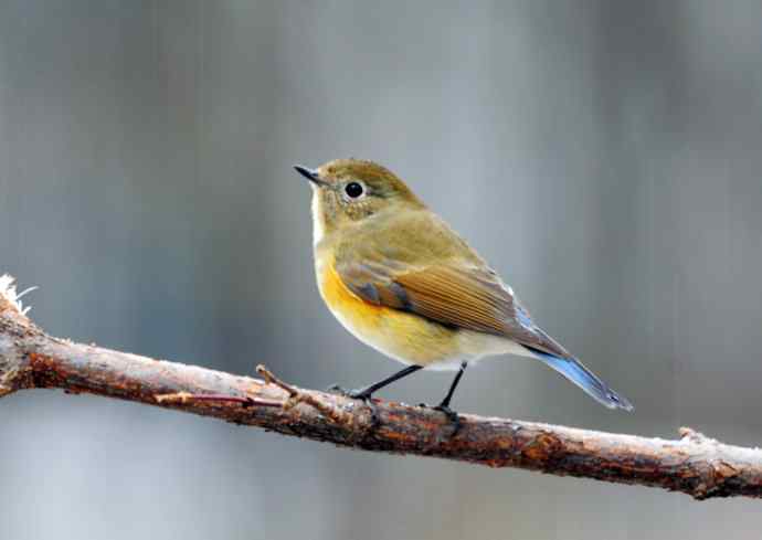 相逢在小雪中 相逢在小雪中