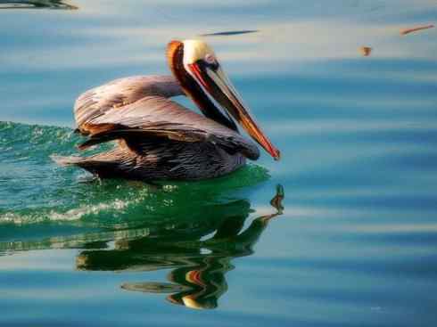 猎奇：奇特的鸟喙之十