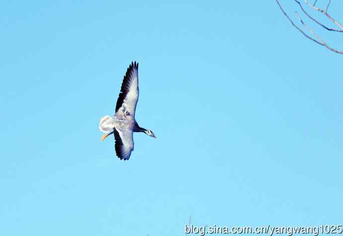 斑头雁（抓拍）10