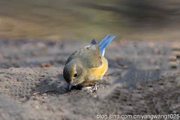 雌性红胁蓝尾鸲（66）