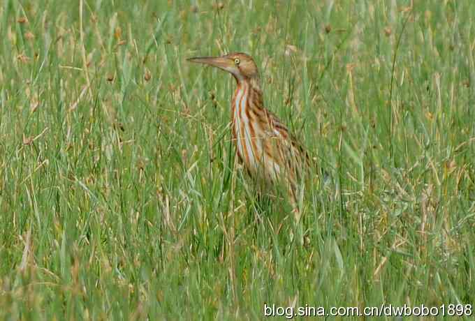 灰斑鸠踩蛋 wbr须浮鸥育雏