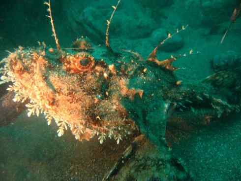 鱼类活化石：月眼鱼