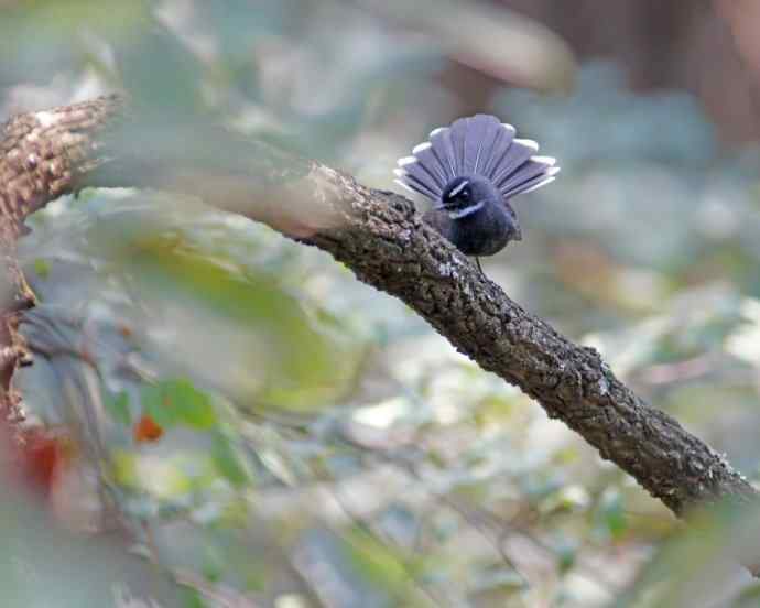 四川西昌鸟类摄影——白喉扇尾鹟