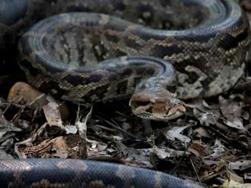 龙：传说的兽原型探秘（蟒蛇类）