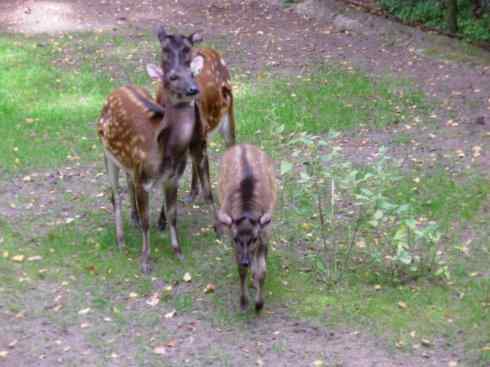 麒麟:传说的兽原型探秘(梅花鹿) 麒麟:传说的兽原型探秘(梅花鹿)